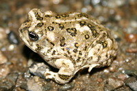 : Bufo californicus; Arroyo Toad
