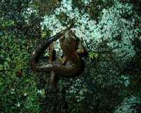 : Bolitoglossa hartwegi