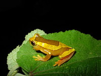 : Dendropsophus elegans