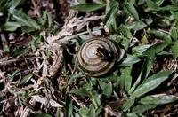 : Eleutherodactylus iberia