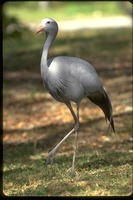 : Anthropoides paradisea; Stanley, Blue Crane