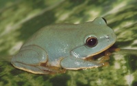 : Rhacophorus owstoni; Owston's Green Tree Frog