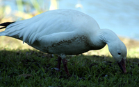 : Chen caerulescens; Snow Goose--white Adult