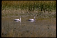 : Cygnus sp.; Swan
