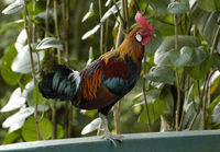 : Gallus gallus; Red Junglefowl