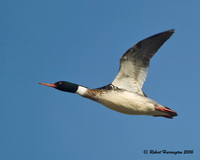 : Mergus serrator; Red-breasted Merganser