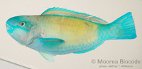 : Chlorurus sordidus