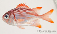 : Myripristis violacea