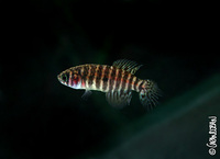 : Simpsonichthys parallelus 'jacuba'