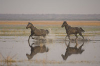 : Equus calabus; horses