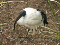 : Threskiornis aethiopicus ssp. aethiopicus; African Sacred Ibis