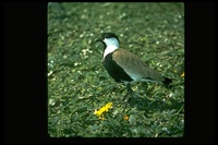 : Vanellus spinosus; Spur-winged Lapwing