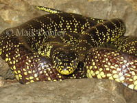 : Lampropeltis getula splendida; Desert Kingsnake