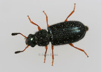: Necrobia rufipes; Red-legged Ham Beetle