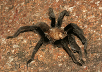 : Aphonopelma hentzi; Texas Brown Tarantula