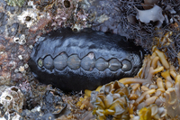 : Katharina tunicata; Black Katy Chiton