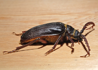 : Prionus californicus; California Prionus