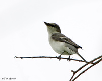 Ashy Minivet  (female)