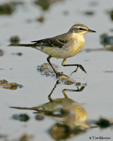 Yellow  Wagtail