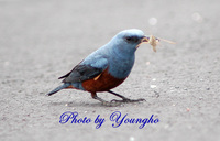 바다직박구리(blue rockthrush)