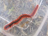 Hermodice carunculata