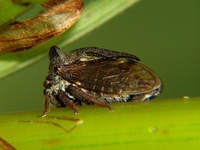 Centrotus cornutus