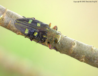 Chrysobothris igniventris