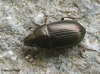 Amara lunicollis