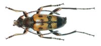 Judolia erratica erratica