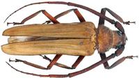 Aegosoma flavipenne