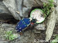 Mecynorrhina ugandensis