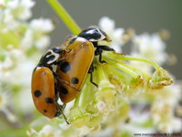 Hippodamia variegata var. costellata