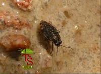 Saldula saltatoria
