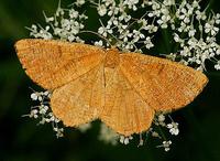 Angerona prunaria - Orange Moth