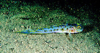 Lesueurigobius friesii, Fries's goby: