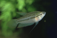 Trichopsis schalleri, Threestripe gourami: aquarium