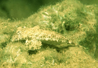 Anaora tentaculata, Tentacled dragonet: