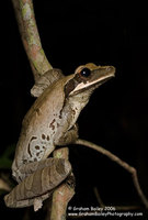 Bromiliad Tree Frog - Osteocephalus sp.