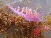 Flabellina affinis