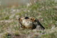 Image of: Marmota himalayana (Himalayan marmot)