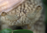 Helix pomatia - Roman Snail