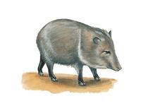 Image of: Pecari tajacu (collared peccary)