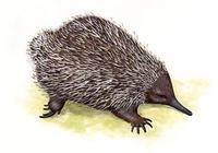 Image of: Tachyglossus aculeatus (short-beaked echidna)