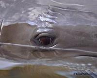 Image of: Tursiops truncatus (bottlenosed dolphin)