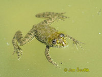 Euphlyctis cyanophlyctis - Common Skittering Frog