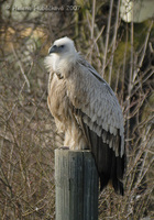 Gyps himalayensis - Himalayan Griffon