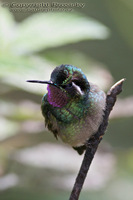 Lampornis castaneoventris calolaema - Purple-throated Mountain Gem