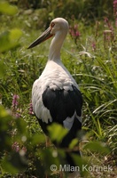 Ciconia maguari - Maguari Stork