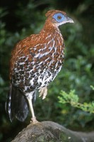 Lophura ignita - Crested Fireback