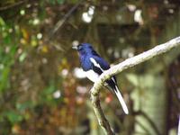 Copsychus saularis - Oriental Magpie-Robin